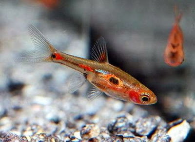 PEZ BORARAS BRIGITTAE PEZ BORARAS BRIGITTAE