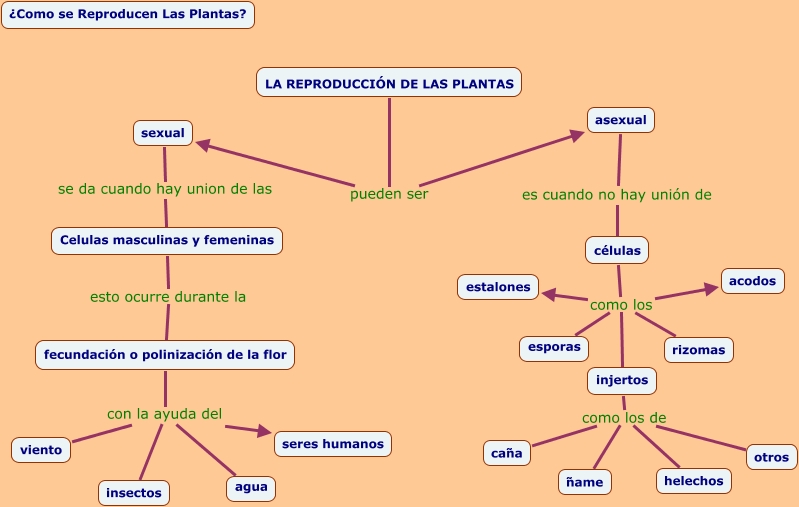 Mapa Conceptual De La Reproduccion De Las Plantas