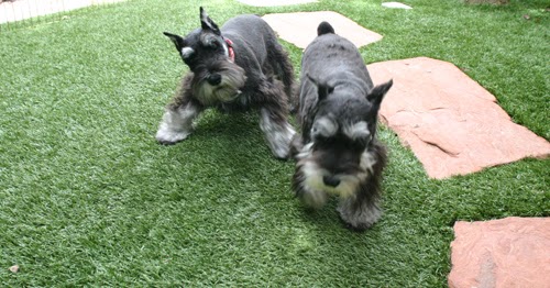 Jardinería y Césped Artificial para Golf, Paisajismo, Pistas deportivas
