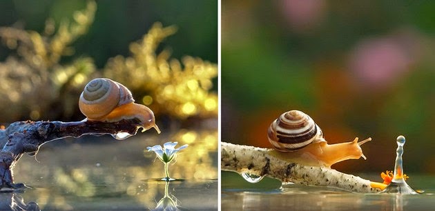 snail-macro-photography-vyacheslav-mishchenko-3