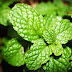 How To Grow Mint Leaves At Home