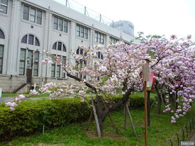 松月 松月