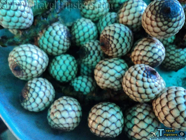 rattan fruit