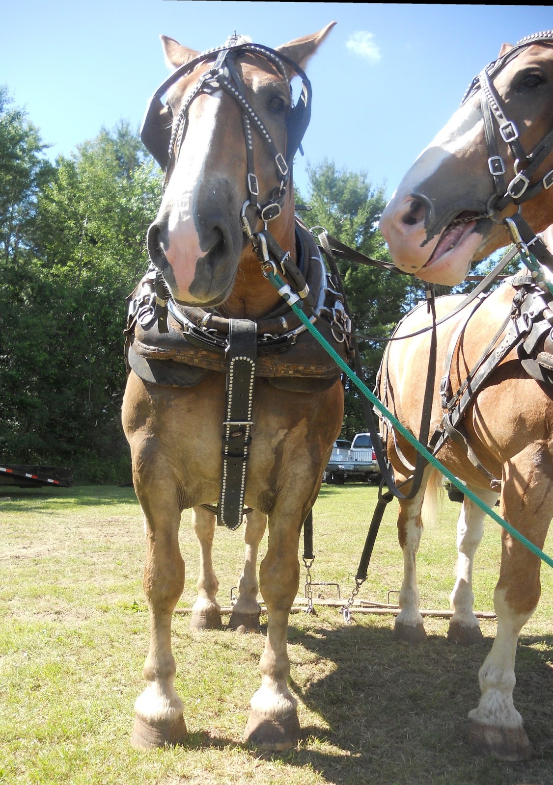 Pulverized Concepts Draft Horse Action In Chetek, Wisconsin