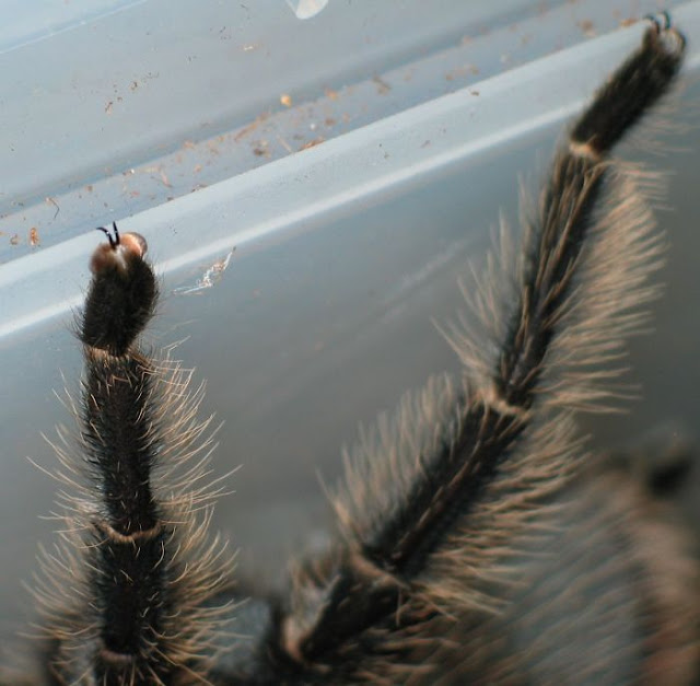 Turns Out, Spiders Have Tiny Paws, And It May Change The Way You Look At Them Turns Out, Spiders Have Tiny Paws, And It May Change The Way You Look At Them
