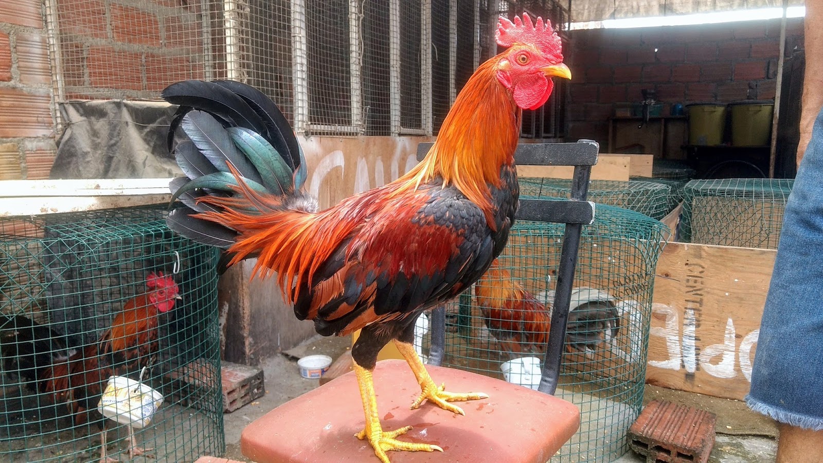 Gallos de Pelea Arenas Gallos finos en venta