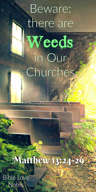 Matthew 13 warns us about "weeds" in the church. We must know and teach Scripture. Matthew 13 warns us about "weeds" in the church. We must know and teach Scripture.