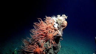 Deep Sea Corals photo by: NOAA Ocean Exploration and Research deep sea corals, NOAA Ocean Exploration and Research