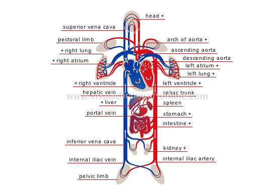 physiological Informations: Human Body: How Does It ... simple full body diagram kidneys 