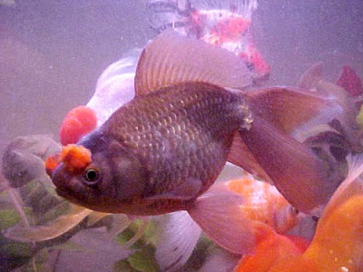 PEZ GOLDFISH PEZ GOLDFISH