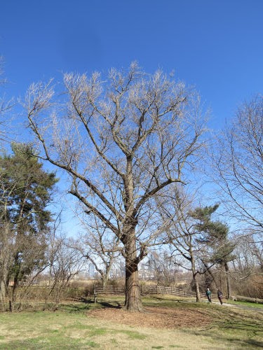largest ginkgo tree in North America