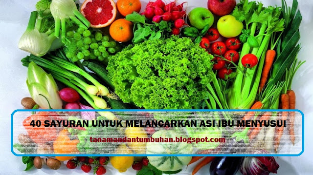 sayuran untuk memperlancar ASI sayuran untuk memperlancar ASI