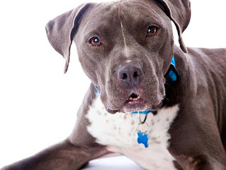 Everything about your Pit Bull