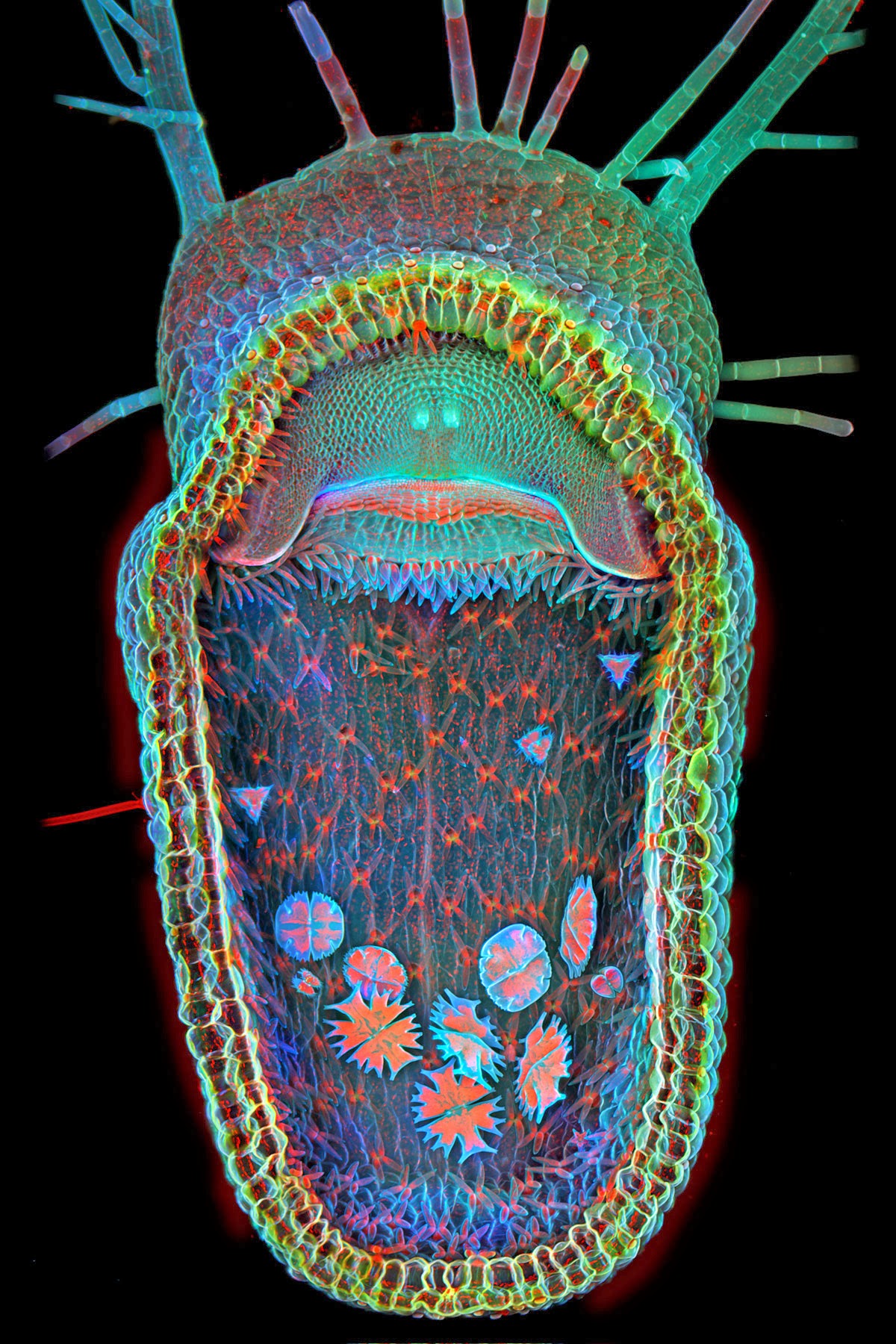 Planta+carnivora+acuatica+Utricularia+gibba.jpg