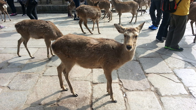 « 奈良公園. »