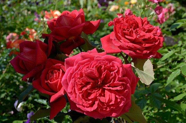 Bicentenaire de Guillot роза фото
