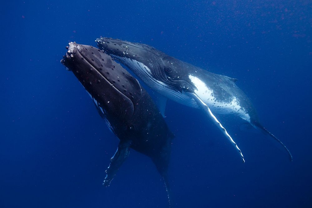 Кит личная жизнь. Кит клюворыл. Голубой кит. Горбатый кит. Обитатели морей и океанов кит.