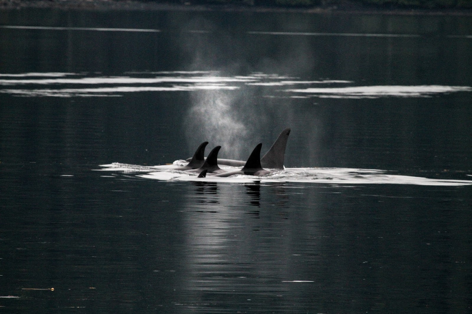 Orca Aware Living with Orca My summer as an OrcaLab volunteer