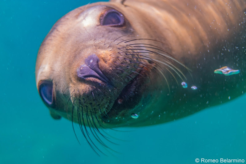 Sea Lion Face Things to Do in La Paz Mexico