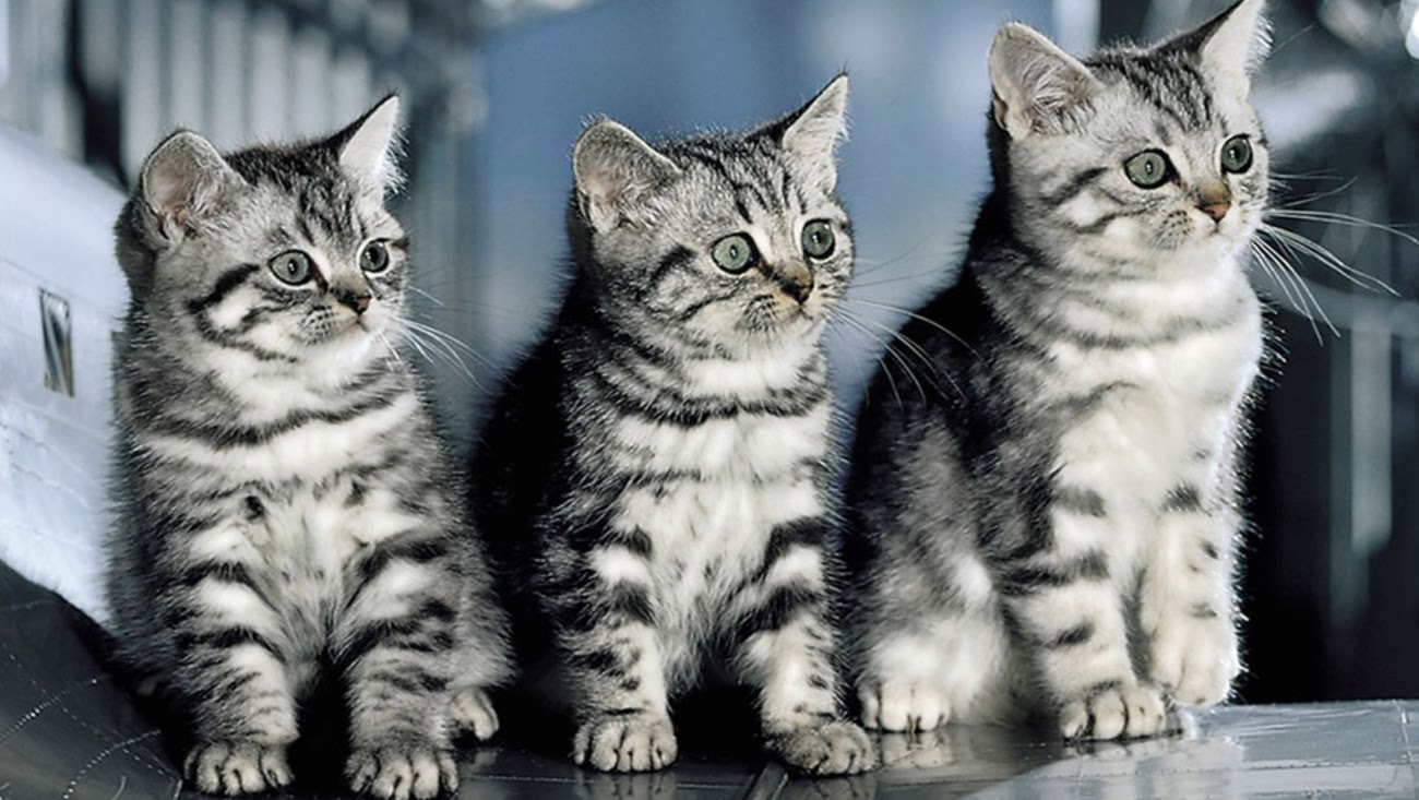 Featured image of post Katzen Hintergrundbilder Kostenlos Herunterladen Klicken sie einfach auf galerie finden