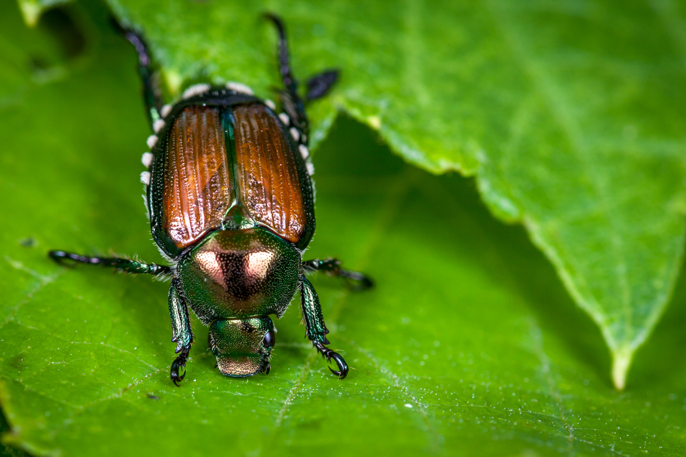 protect plants from japanese beetles