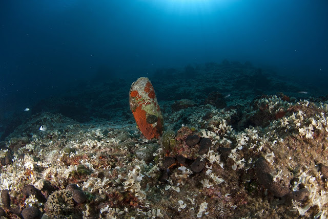 New parasite decimates giant clam species in Mediterranean New parasite decimates giant clam species in Mediterranean