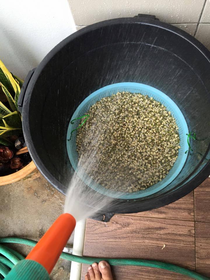 Peluang Usaha : Budidaya Tauge / Toge / Kecambah Rumahan - Blog Ridhan