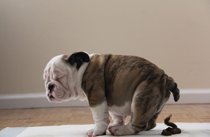 bull.jpg