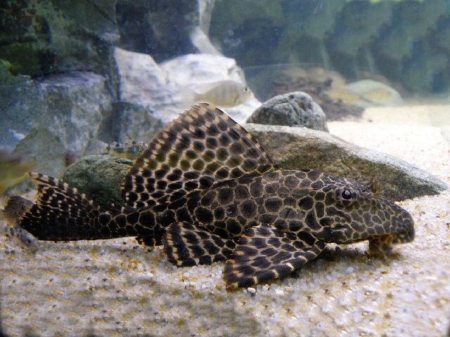 Gambar Ikan Sapu-Sapu Lengkap? Lihat Disini Gambar Ikan Sapu-Sapu Lengkap? Lihat Disini