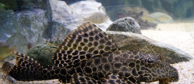 Gambar Ikan Sapu-Sapu Lengkap? Lihat Disini
