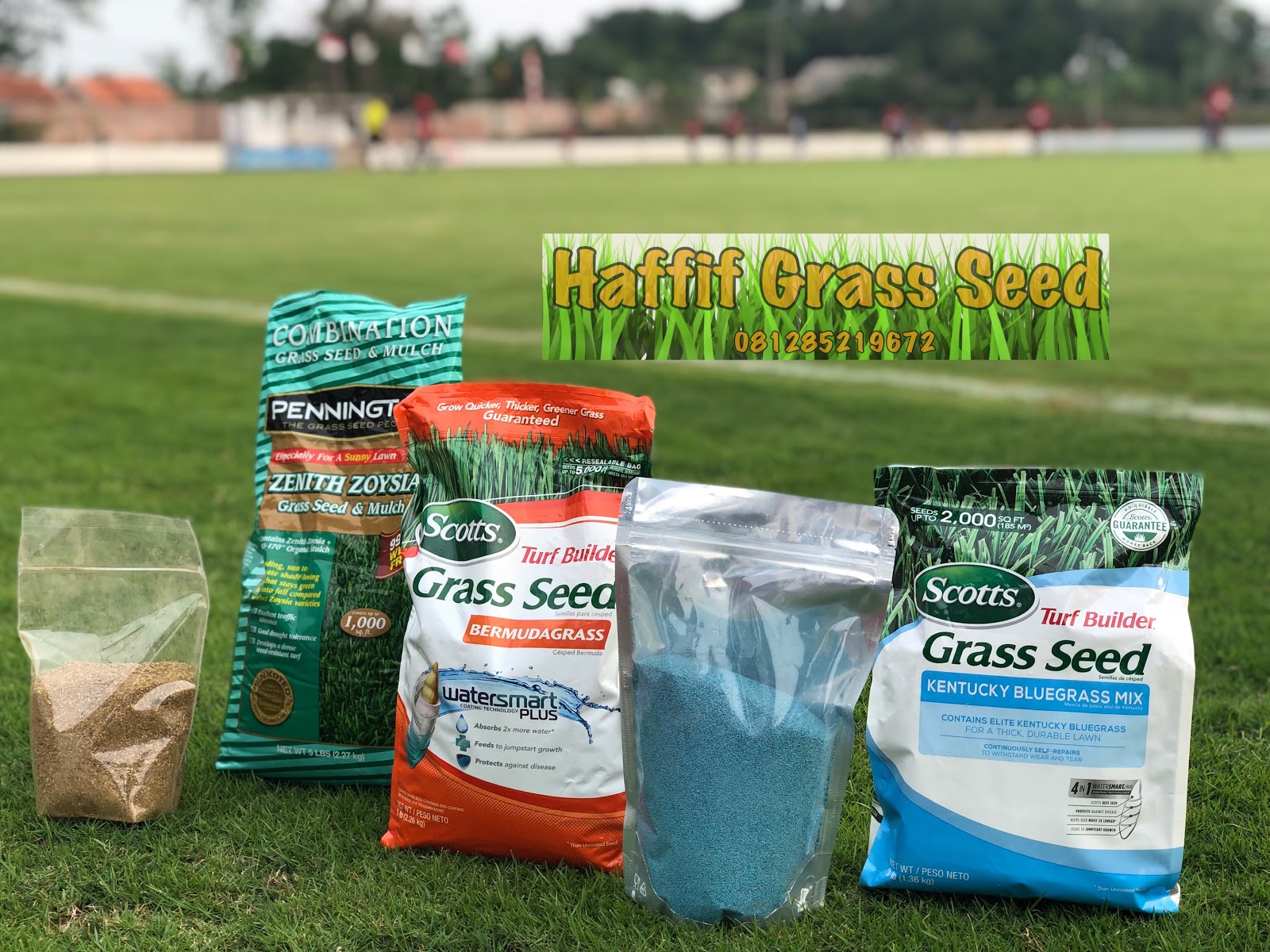 Grosir Benih Biji Rumput - Taman Lapangan Sepakbola - Bermuda grass