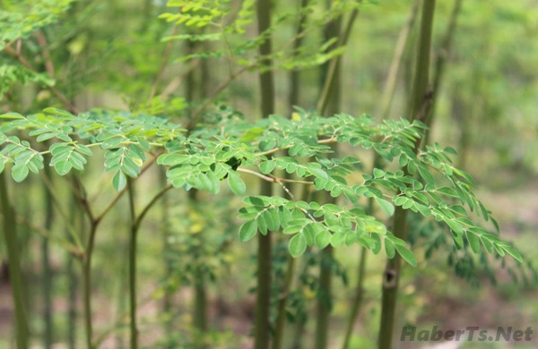 Moringa Ağaci Nedir ? Nerede Yetişir ? Faydalari Nedir? Moringa Ağaci Nedir ? Nerede Yetişir ? Faydalari Nedir?