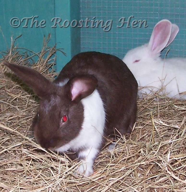 The Roosting Hen Our First Rabbit Litters