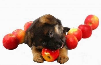 Diet management for German Shepherd puppy