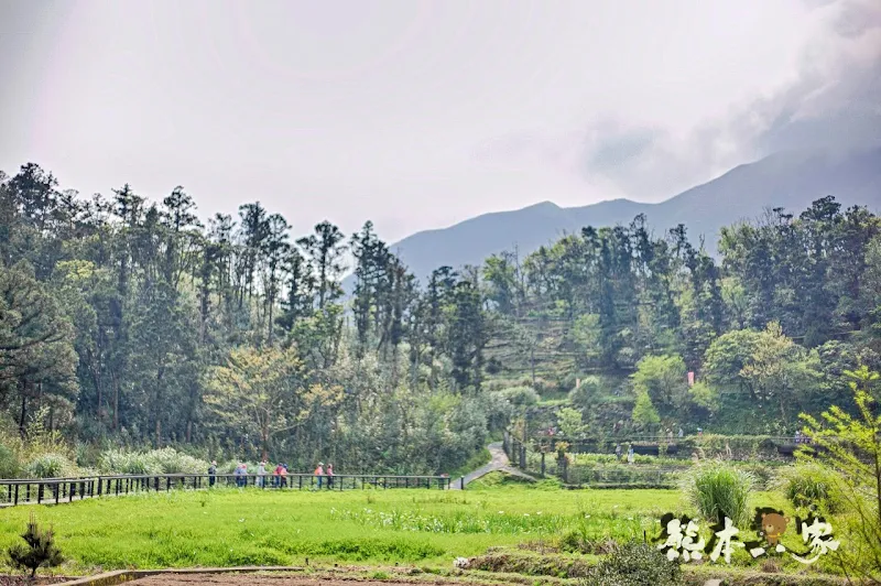 名陽匍休閒農莊|頂湖海芋步道~台北陽明山竹子湖海芋季官網封面照就是在這拍的