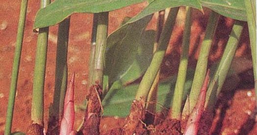 Ubat Panau Jenis Makan Di Farmasi  Notable k