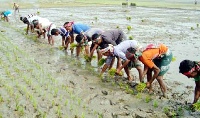 Farmers engaged in planting boro seed in Dhanbari ধনবাড়ীতে বোরো চারা রোপণে ব্যস্ত কৃষক
