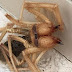 Homem descobre hibrido de aranha e escorpião que parece ter saído de um filme de terror