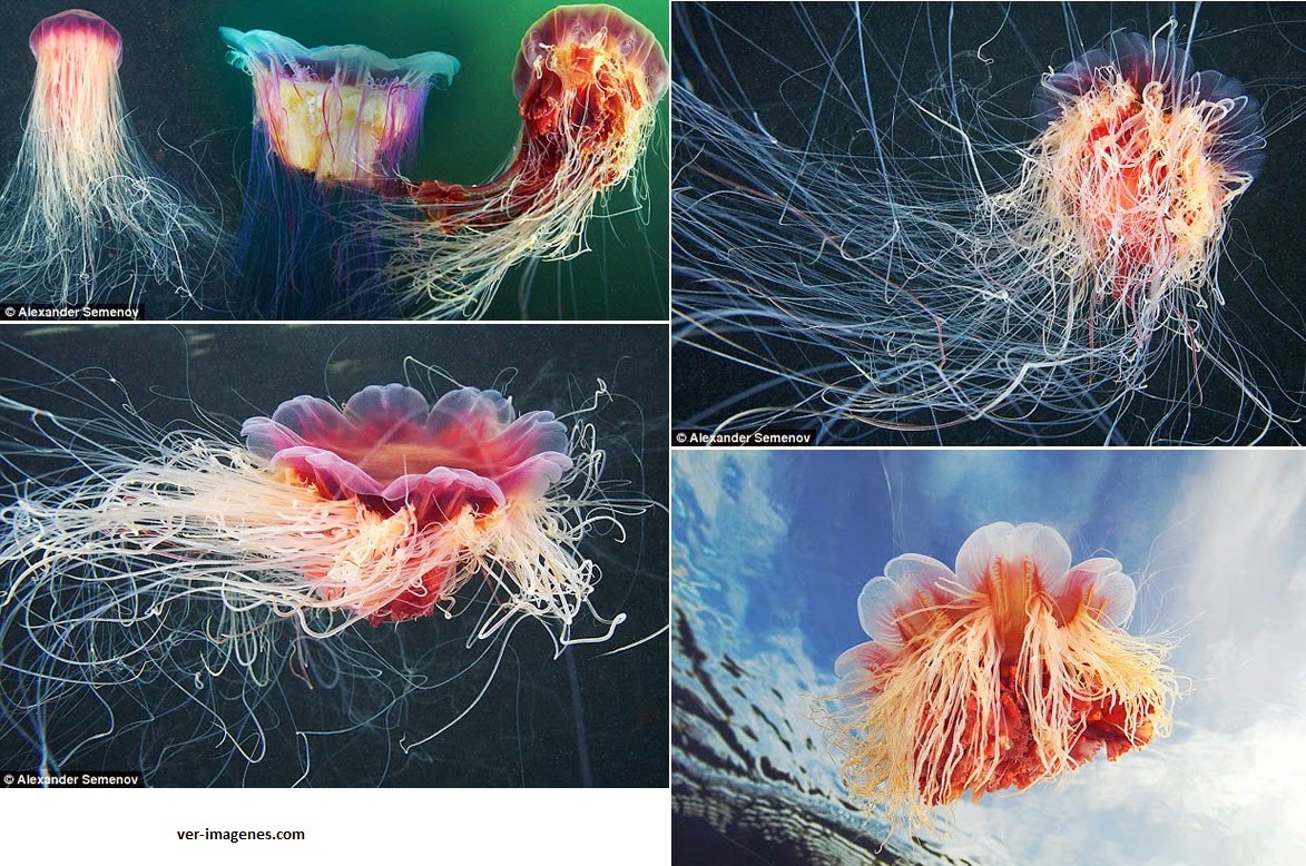 DE ANIMALIA: Medusas