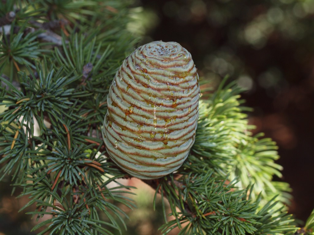 Cedrus libani Cedar of Lebanon care and cultivation Travaldo's blog