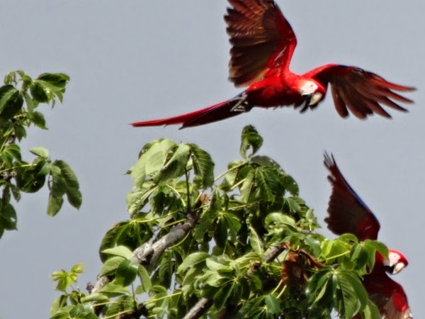 Scarlet Macaws Flying By Blue Osa in Costa Rica Scarlet Macaws Flying By Blue Osa in Costa Rica