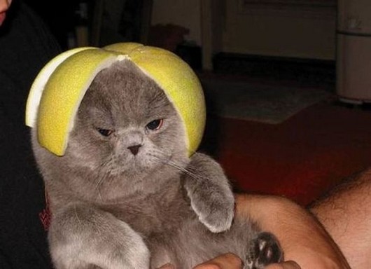cute animal pictures, adorable animals, animals wearing hats, dogs wearing hats, cat wearing hats, funny animal picture