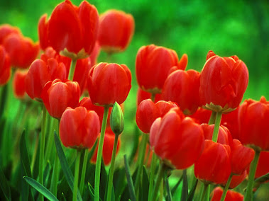 Asal Usul Bunga Tulip