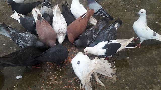 PIGEONS: THE NEXT STEP IN LOCAL EATING (NO, REALLY)