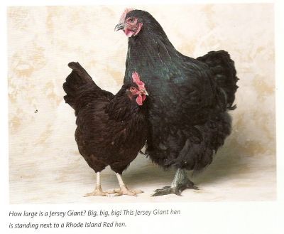 the jersey giant chicken