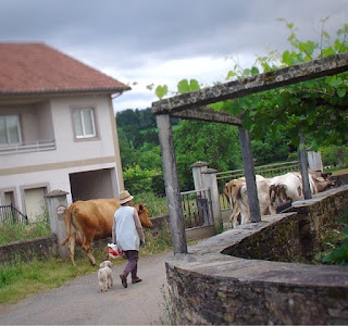 vacas-casa-assumpta-arzua-camino-santiago