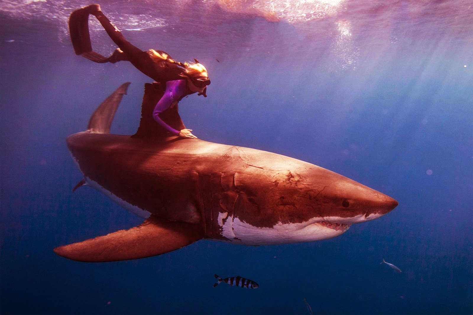 is a shark a fish all five oceans