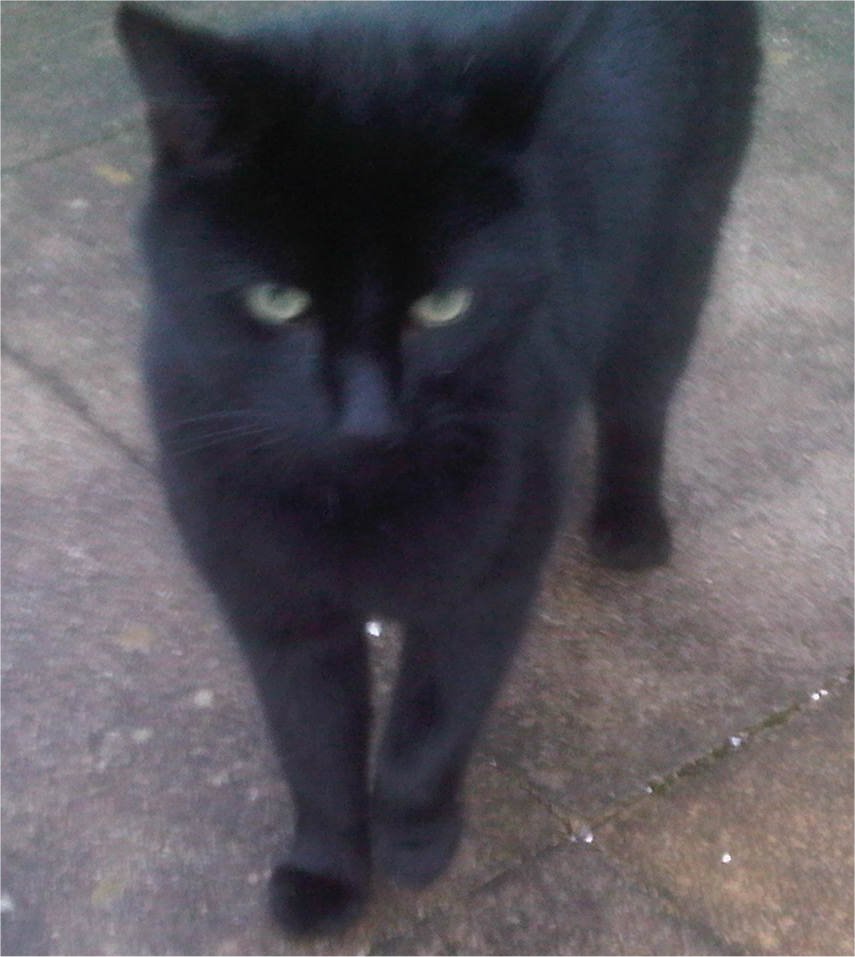 Lancaster & Morecambe Pet Search Found Animals