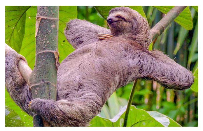 İLGİNÇ BİLGİ ALEMİ TEMBEL HAYVANLAR