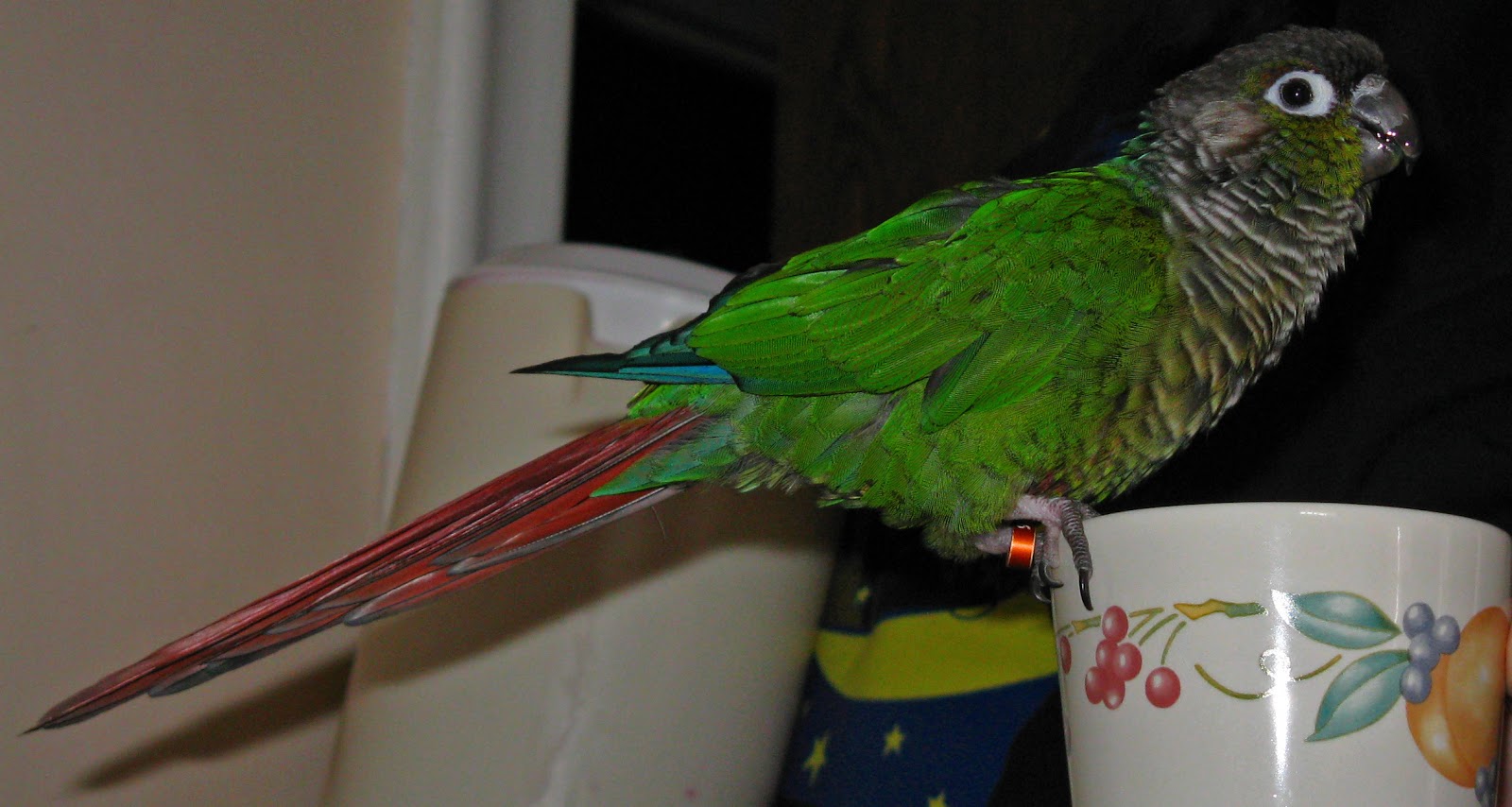 Stringer Parrot Parrot talk: The Illegal Parrot Trade